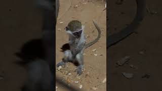 Гид с 25-летним опытом показывает место, куда туристы не доезжают... #shortsyoutube #shortvideo