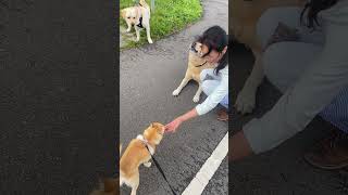Sisa Sisa cinta # walking with the dog 🐶 #shorts#fyp#like#subscribe#dog#