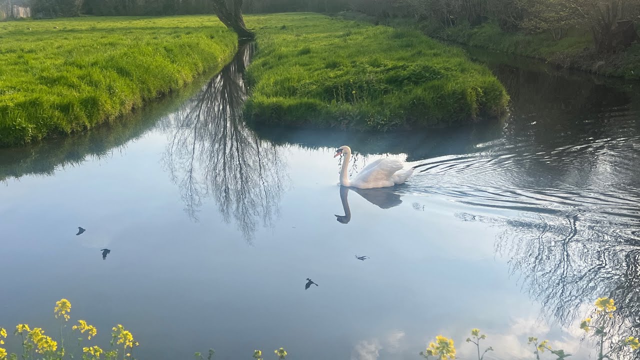 Relax/incredible Dutch swan