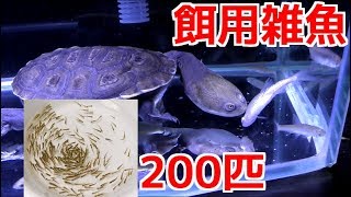 餌用雑魚２００匹を購入！同定後ペットに与える！