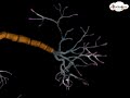 तंत्रिका तंत्र –  न्यूरॉन / तंत्रिकाकोशिका  Neuron – 3D animated model – Hindi