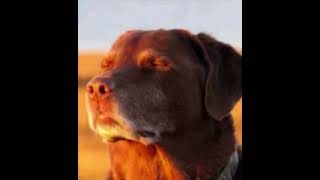 Celebrity Im Cooked Dog Meme Template #memes #trending Wealth