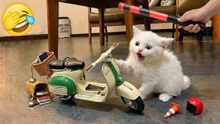 Cats Being JERKS! Funny Cats Driving Fail Moments 😭 Try Not To Laugh| Funniest Cats & Dogs Ever