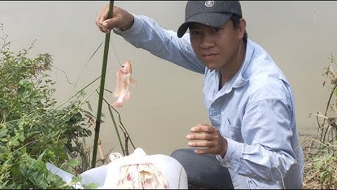 NGÀY THỨ 3 CÂU Ỗ CÁ ĐIÊU HỒNG fishing ( câu cá trong ao nuôi bỏ hoang và cái kết) - Lê Hoàng Vlog