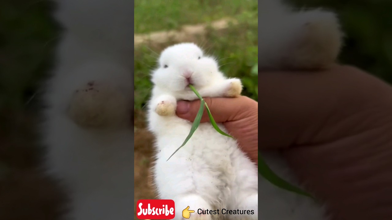 Baby Rabbits🐰🐇 | Cutest Creatures | 