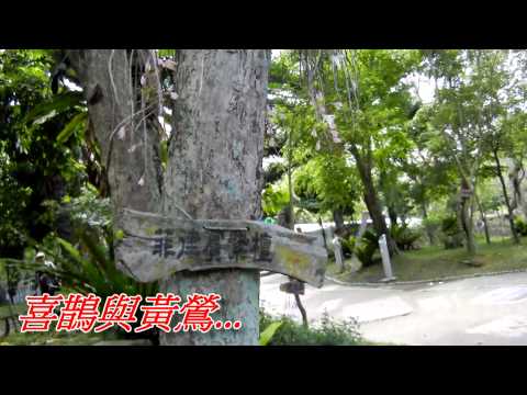 雁兒在林梢(鳳飛飛).mp4