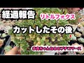 【多肉植物】経過報告！カットした約1ヶ月後のリトルフォックス🦊2026年5月5日