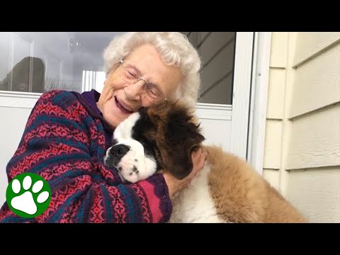 Video: Denna otroliga nya utställning är varje Artsy Dog Lovers Dream