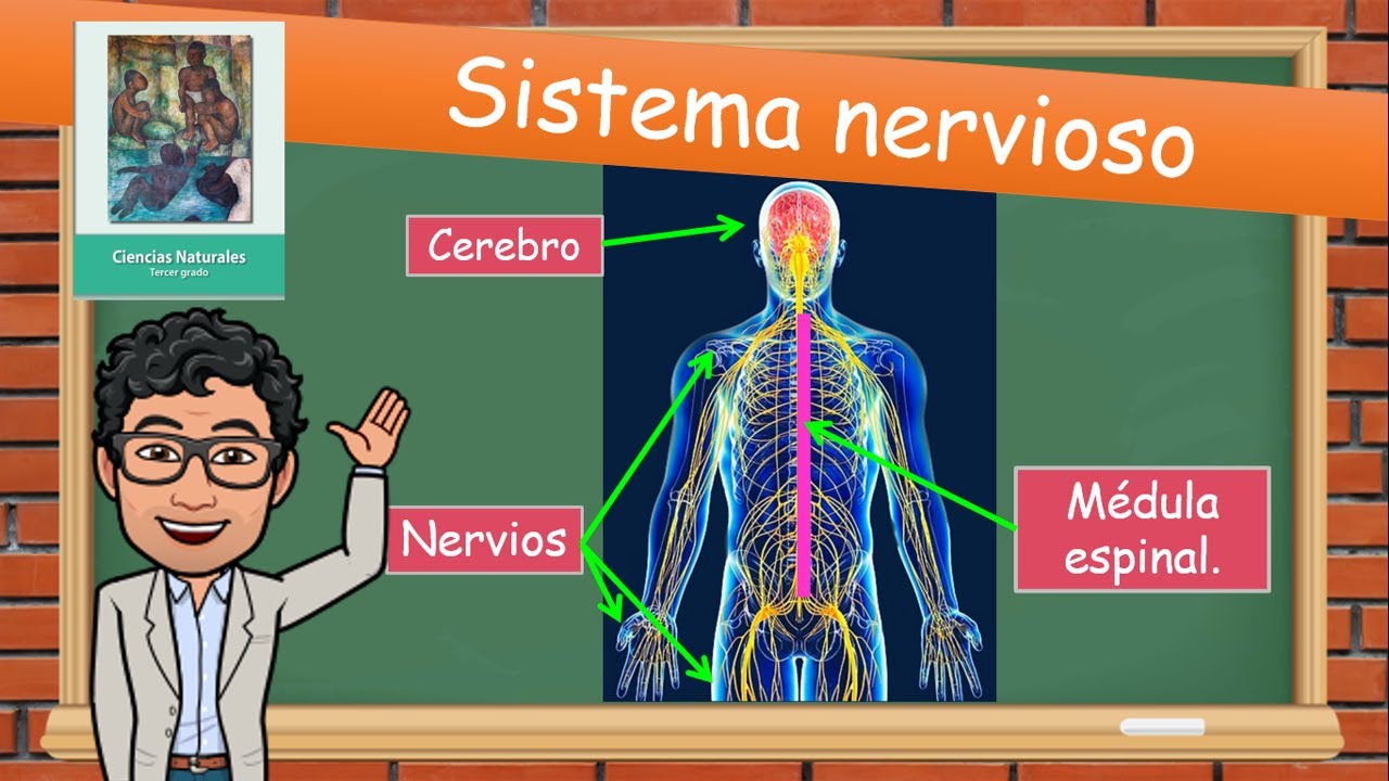 Ciencias Naturales (4) El Sistema Nervioso 3° de PRIMARIA - YouTube