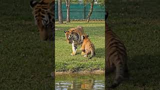tiger 🐯#comedy #discover #discovery #discoverychannel #discovermore #child #animalshorts #at #funny