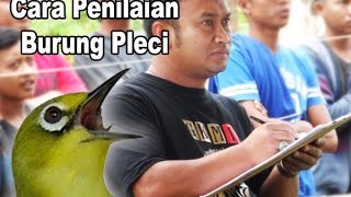 Cara Penilaian Burung Pleci Menurut Juri Nasional - MediaGKM.com