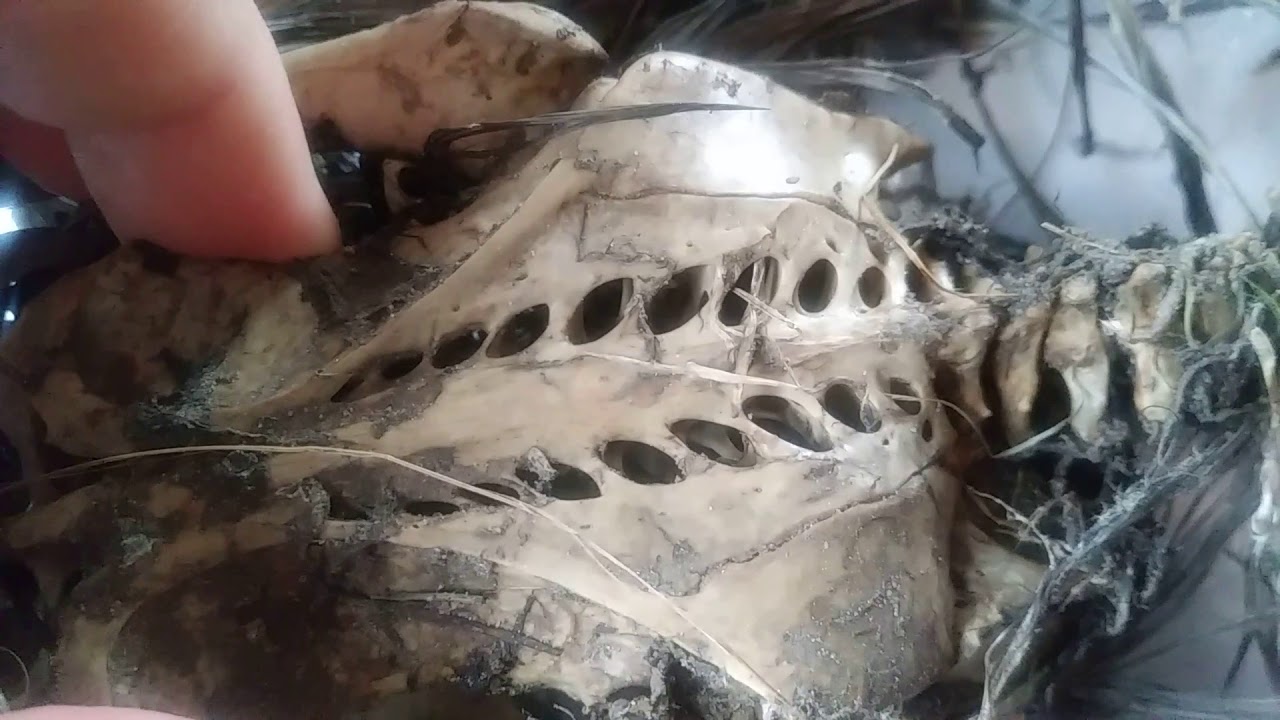 Turkey Vulture Skeleton assessment.... YouTube