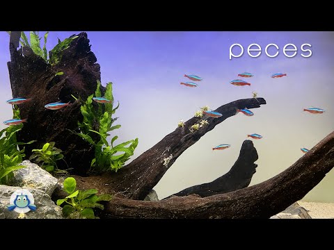 FISH - LOW TECH AQUARIUM for DISCUS #4