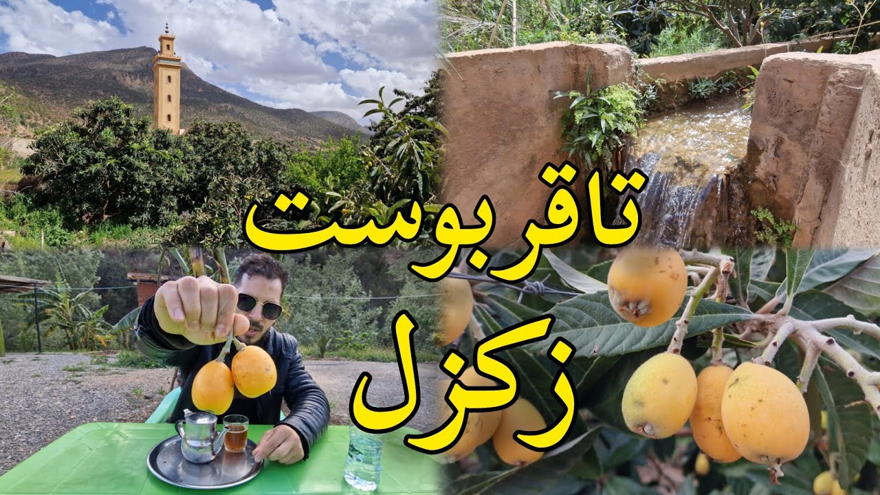 تاقربوست زكزل لمزاح أشهر فاكهة موسم إقليم بركان
