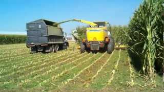 Chopping Corn 2011 in front of dairy