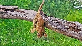 Hungry Little Leopard Cub Falls Out Of Tree Trying To Follow Mommy
