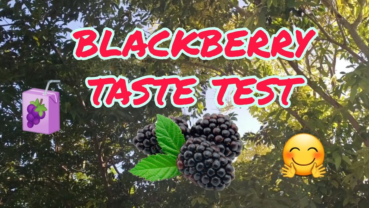Blackberry Taste Test 🍇 YouTube