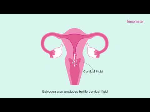 3  What are Estrogen and Progesterone？ - video from mothersmart