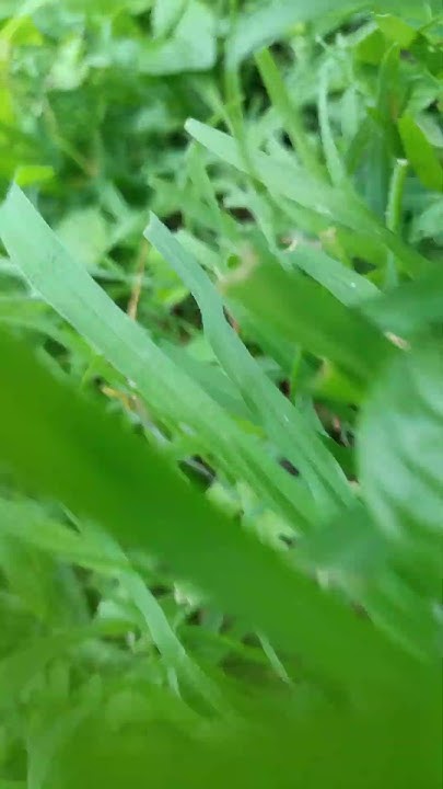 jaan-leva-hamla-bhai-youtube