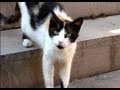 海外で日本の鰹節(猫まんま)野良猫にあげてみた (生エザン入り)