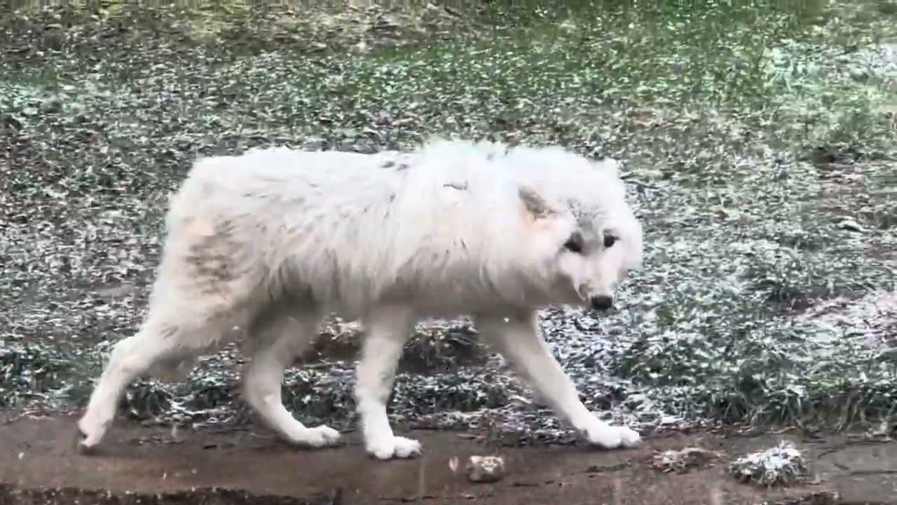 ゆきふいるむご紹介✨ オオカミとフクロウ オオカミと白バラのクスクス maxresdefault.jpg