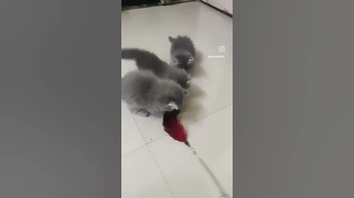 Watch the video about Extreme punch persian cats 😼Russian grey,Tripple coat,Heavy bone,Grey eyes. #persiancat #cats