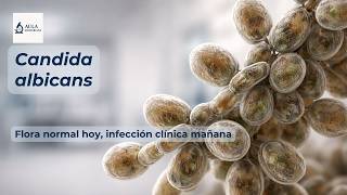 Candida albicans