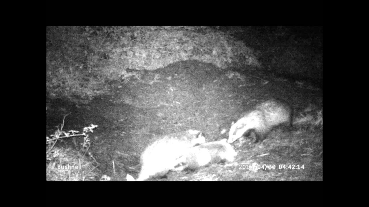 April Badger Cubs 2