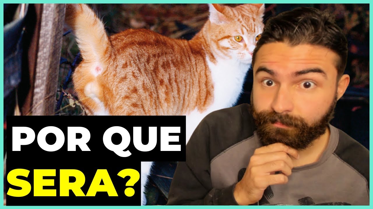 O Que Leva um Gato Castrado a Marcar Território? - YouTube