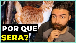 O Que Leva Um Gato Castrado A Marcar Território?