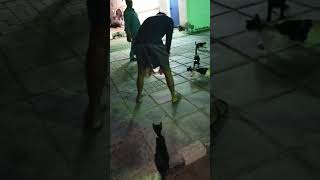 biral#dhorar#pokriya#ki#nipun#vabe#biral#k#dhorce#