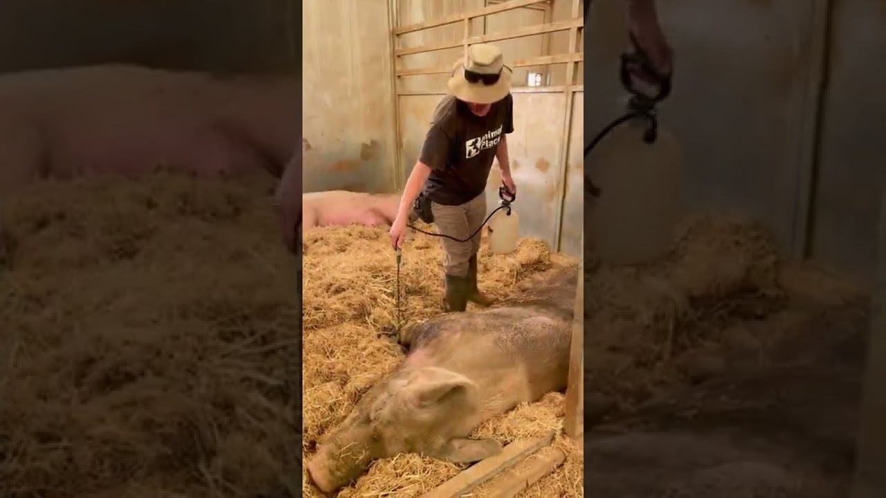 How the pigs stay cool
