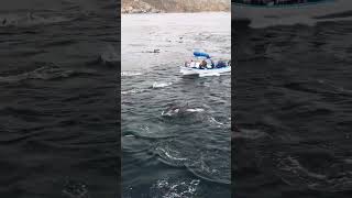 When a huge pod of dolphins accept you into their gang!! Which dolphin is it?? #dolphins #dolphin