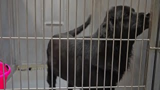 Uncertain future for seized Montana dogs housed at former Yellowstone Valley Animal Shelter