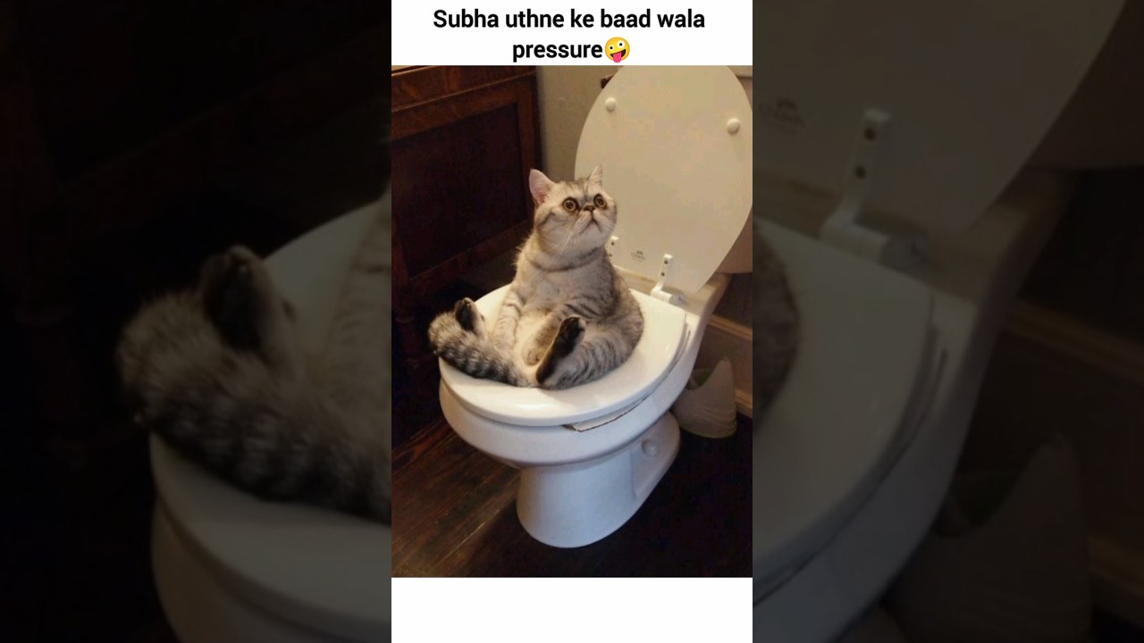 Life is a pressure😜 