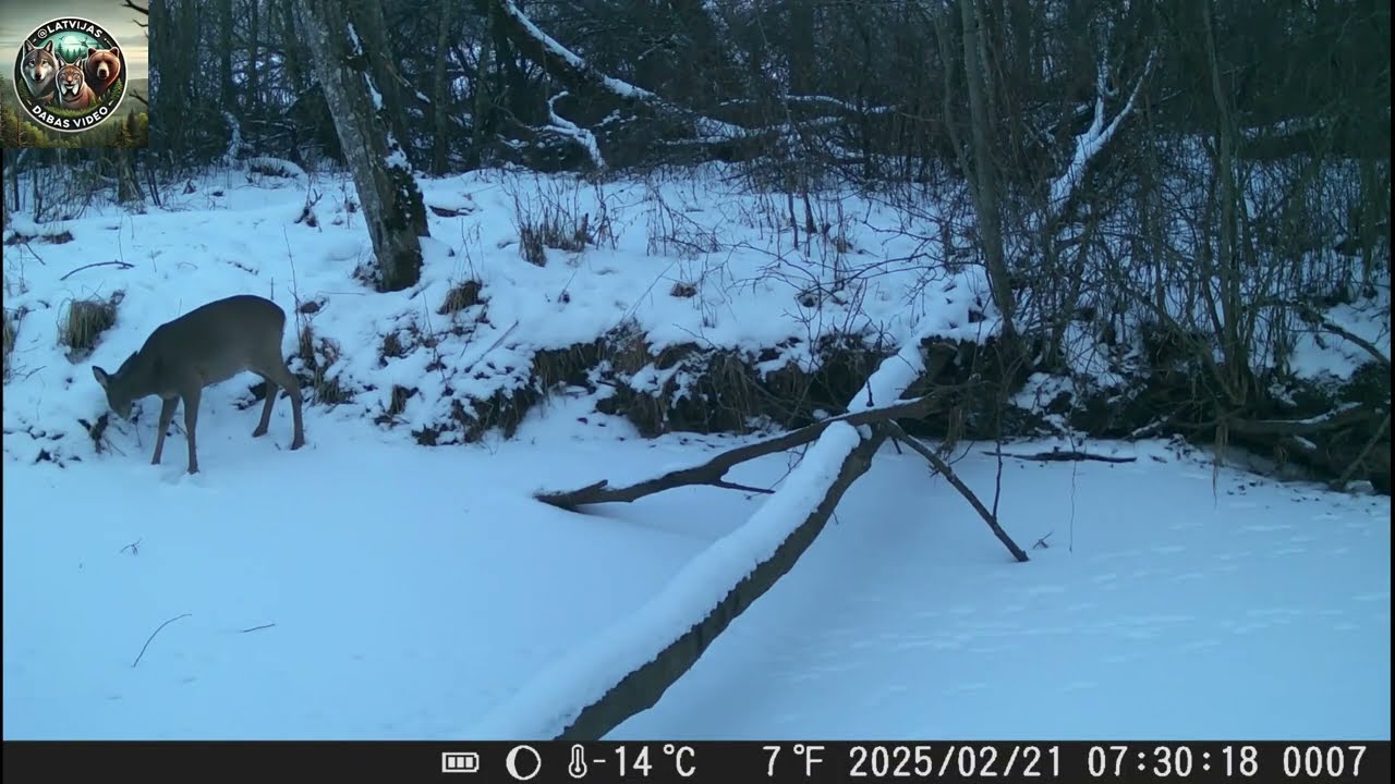 2025. gads Latvijas dabā (2025 in Latvian Nature) Meža kameras (trail camera)