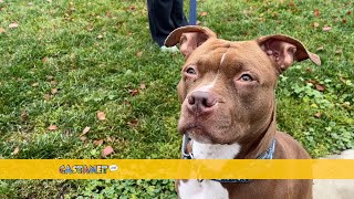 Meet Odessa Kelowna SPCA s Pet of the Week