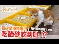 狂吃貓砂是怎樣 !? 貓砂全種類試用測評，獲得意外的結論！【養貓要知道】EP3