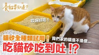 狂吃貓砂是怎樣 !? 貓砂全種類試用測評獲得意外的結論【養貓要知道】EP3