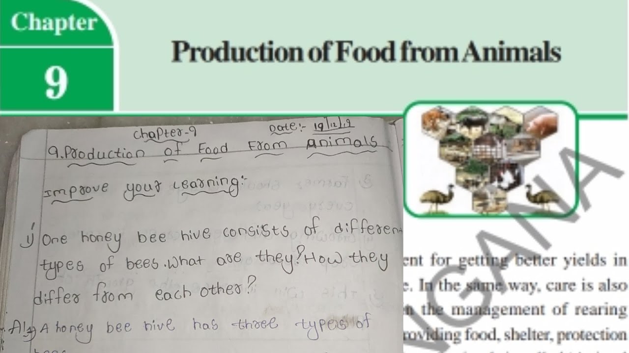8th class, Biology,  OF FOOD FROM ANIMALS, full lesson question  and answers and bits. - YouTube