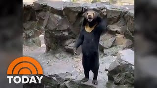 Fur Real? China Zoo Officials Say Bear Is Not A Human In A Costume