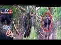 A Bear In Rescue of  the Trapped Bear