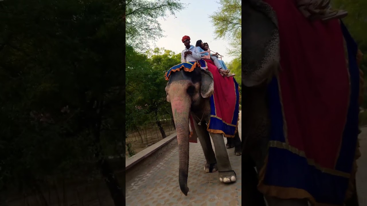 Elephant ride 