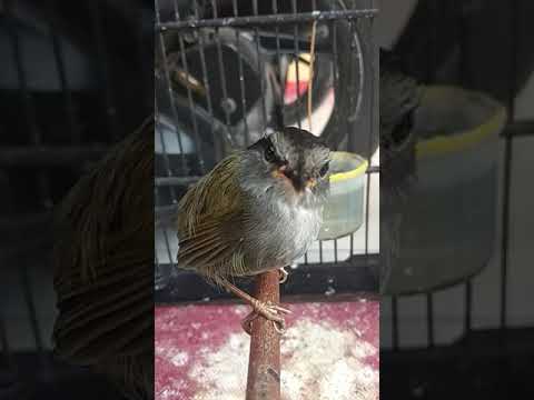 burung tesia jawa jantan dan betina gacor