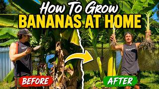 Growing Banana At Home | Maintenance, Pulling "Pups", and Tips To Grow Big Banana Racks