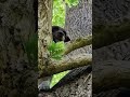 Tree Climber!