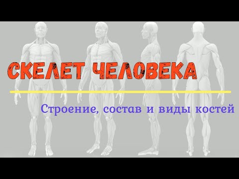 Скелет человека. Химический состав, строение и виды костей