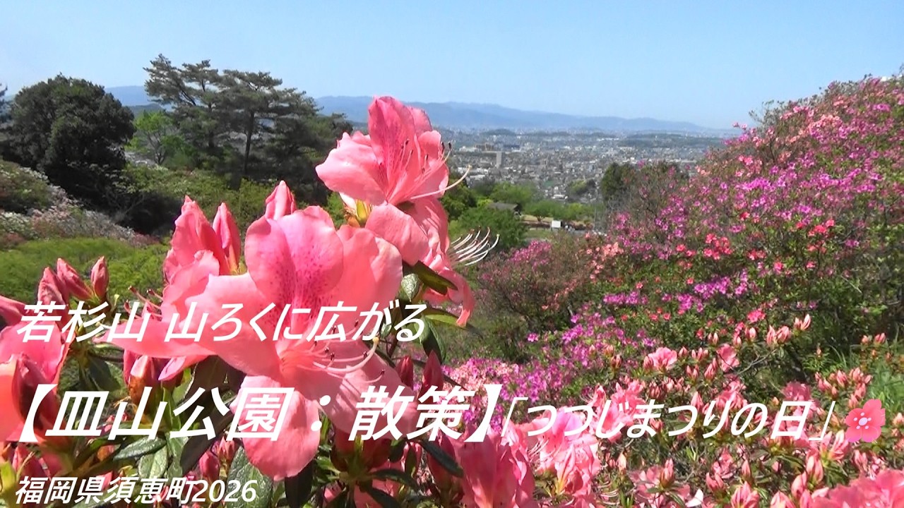 皿山公園：散策】「つつじまつりの日」🌸福岡県須恵町2026[Sarayama