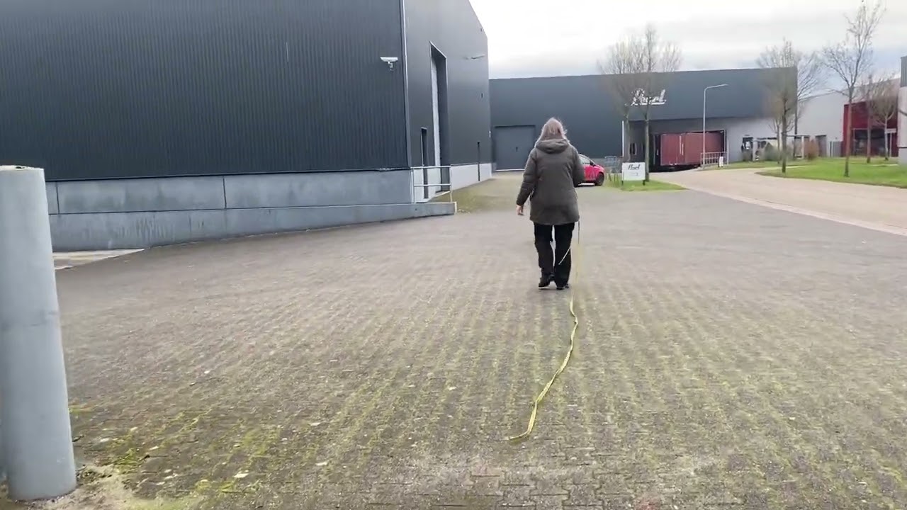 Young tracking dog following a human trail