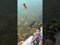 ভাষা টাকি মাছ ধরার আজব কৌশল #fishing #fish